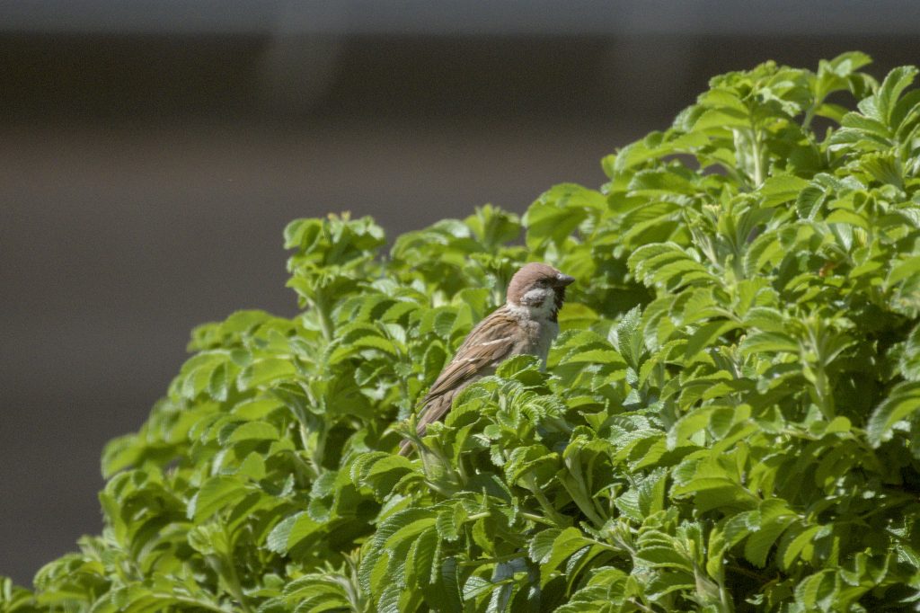 HR_2025-05-22_14-46-11_DSCF1485