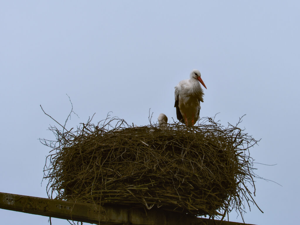 HR-24-04-06-11-52-03-5569