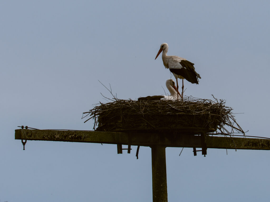 HR-24-04-06-11-56-10-5583