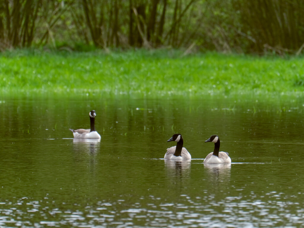 HR-24-04-06-11-56-35-5588