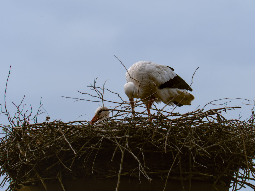 HR-24-04-06-11-57-37-5595