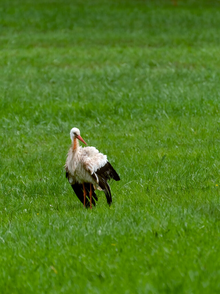 HR-24-04-06-12-13-05-5615