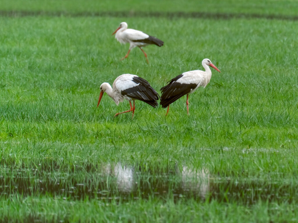 HR-24-04-06-12-14-33-5622