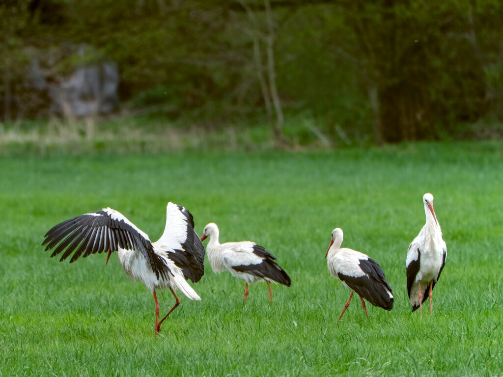 HR-24-04-06-12-19-25-5649