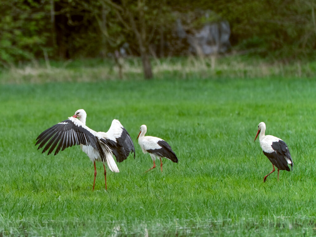 HR-24-04-06-12-19-30-5652