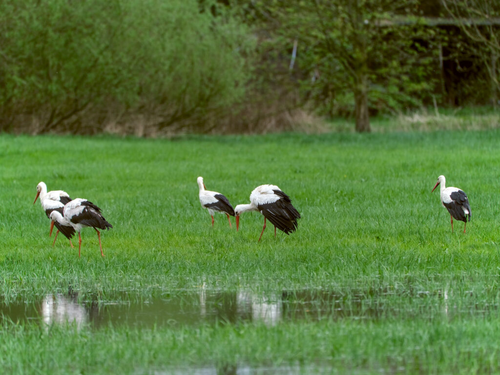 HR-24-04-06-12-19-46-5655