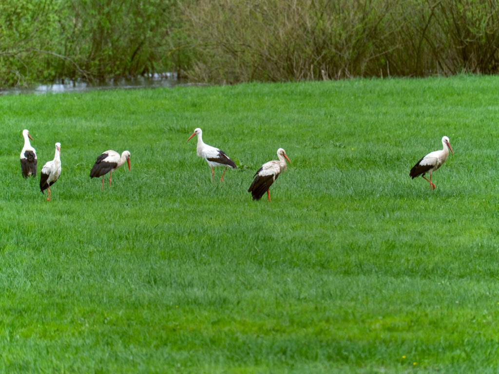 HR-24-04-06-12-22-31-5668