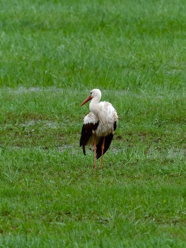 HR-24-04-06-12-24-16-5691