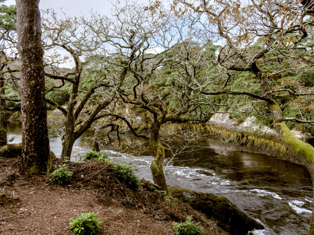 Korkenzieher-Eichen?