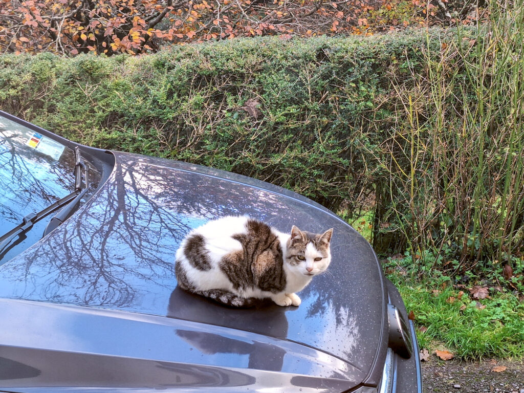 Suzie genießt die warme Motorhaube