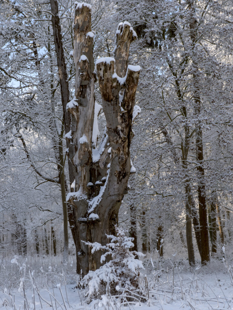 HR_2026-01-03_13-17-57_DSCF9371