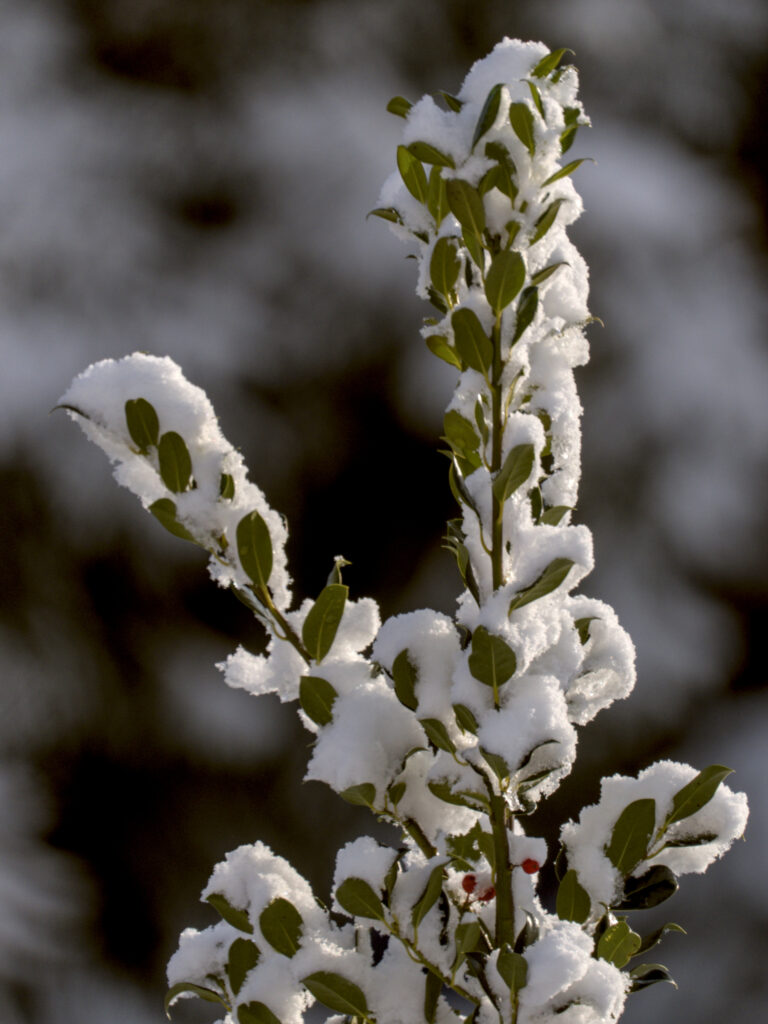 HR_2026-01-03_13-53-04_DSCF9392