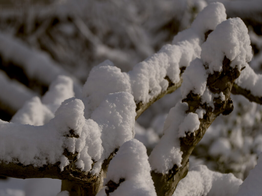 HR_2026-01-03_13-53-25_DSCF9394