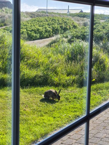 Morgenbesuch