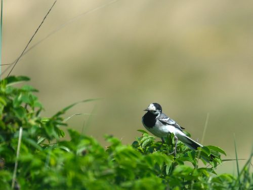 Jede Menge Pieper