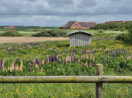 Lupinen, eine invasive Art!