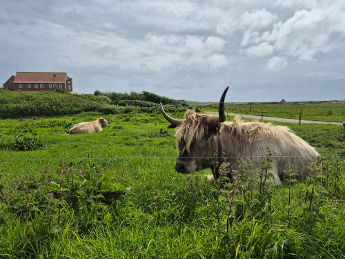 Longhorns