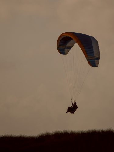 Abendsegler