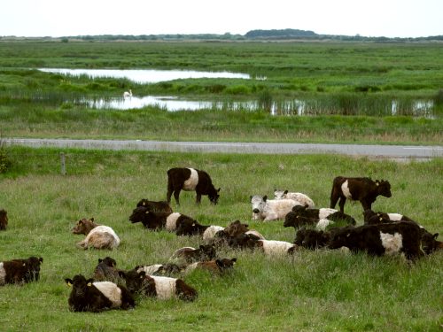 Rindviecher in Landschaft (mit Schwan)