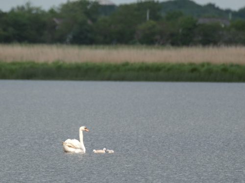 Familie Schwan