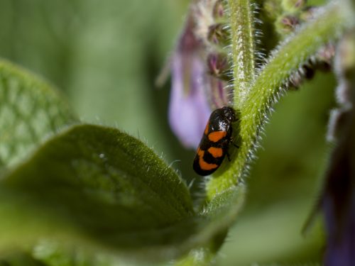 gemeine Blutzirkade (tut nix!)